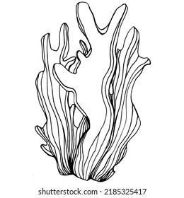 Corales dibujados a mano aislados en blanco. Dibujo de esbozo