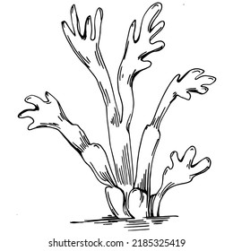 Hand drawn corals isolated on white. Sketch drawing
