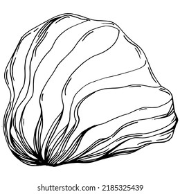 Hand drawn corals isolated on white. Sketch drawing
