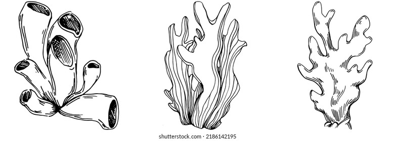 Hand drawn corals isolated on white. Sketch drawing
