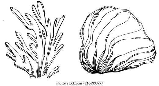 Corales dibujados a mano aislados en blanco. Dibujo de esbozo