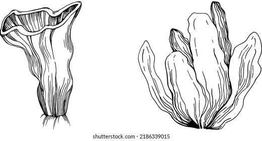 Hand drawn corals isolated on white. Sketch drawing