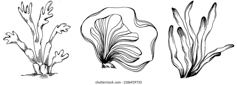 Hand drawn corals isolated on white. Sketch drawing