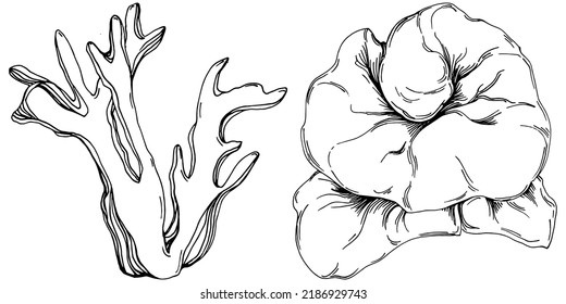 Hand drawn corals isolated on white. Sketch drawing