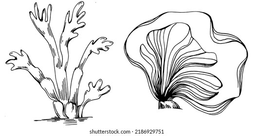 Hand drawn corals isolated on white. Sketch drawing