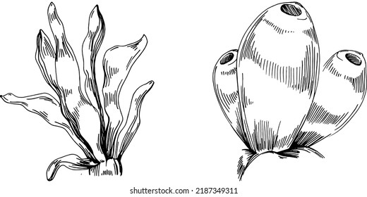 Hand drawn corals isolated on white. Sketch drawing