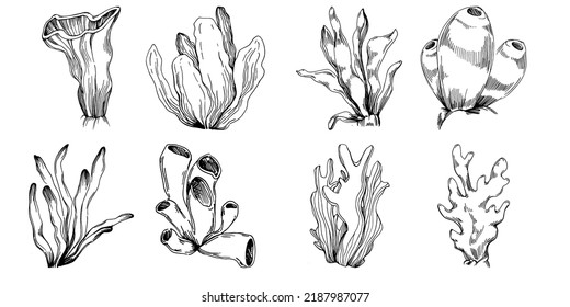 Hand drawn corals isolated on white. Sketch drawing