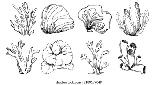 Hand drawn corals isolated on white. Sketch drawing