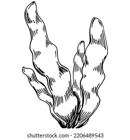 Hand drawn corals isolated on white. Sketch drawing