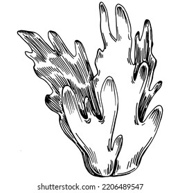 Hand drawn corals isolated on white. Sketch drawing