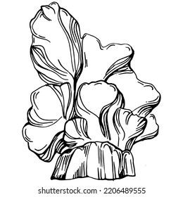 Hand drawn corals isolated on white. Sketch drawing