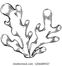 Hand drawn corals isolated on white. Sketch drawing