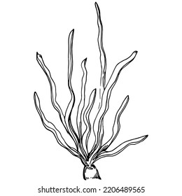 Corales dibujados a mano aislados en blanco. Dibujo de esbozo