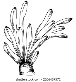 Hand drawn corals isolated on white. Sketch drawing