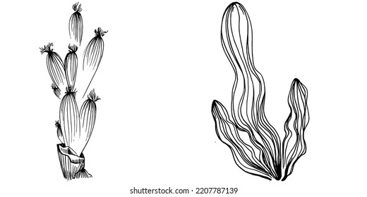 Corales dibujados a mano aislados en blanco. Dibujo de esbozo