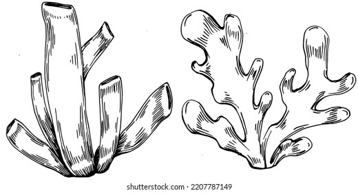 Hand drawn corals isolated on white. Sketch drawing