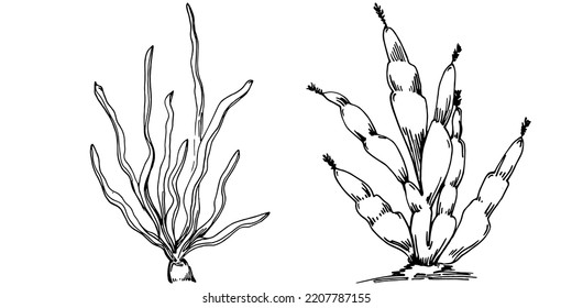 Hand drawn corals isolated on white. Sketch drawing