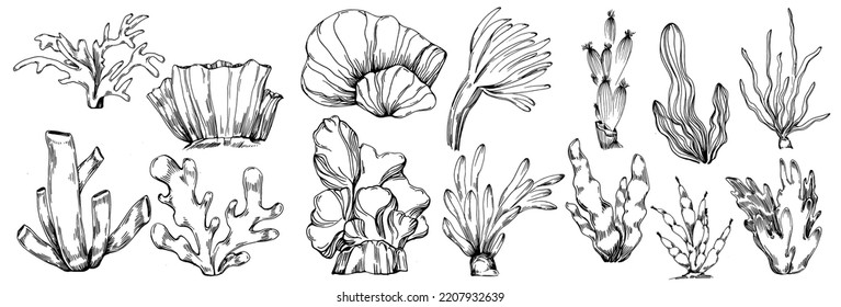 Hand drawn corals isolated on white. Sketch drawing