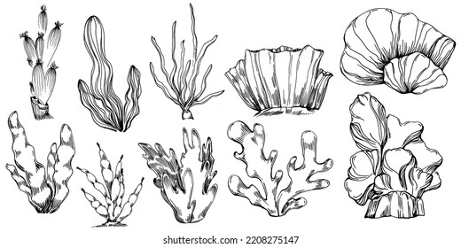 Hand drawn corals isolated on white. Sketch drawing