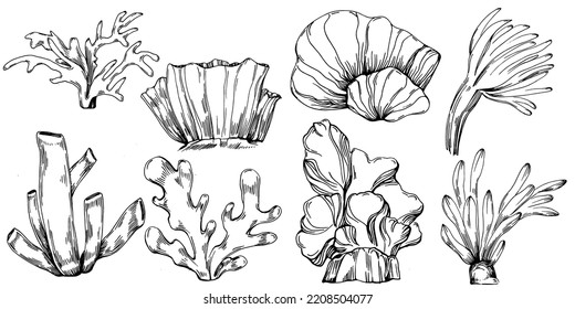 Hand drawn corals isolated on white. Sketch drawing