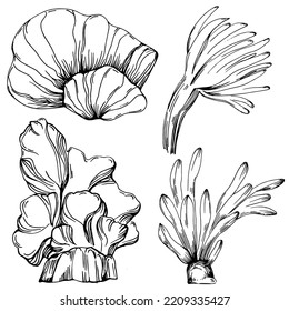 Hand drawn corals isolated on white. Sketch drawing