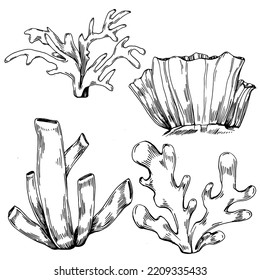 Hand drawn corals isolated on white. Sketch drawing