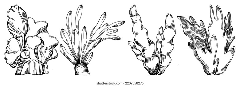 Hand drawn corals isolated on white. Sketch drawing