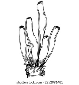 Hand drawn corals isolated on white. Sketch drawing