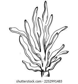 Hand drawn corals isolated on white. Sketch drawing