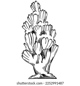 Hand drawn corals isolated on white. Sketch drawing