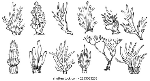 Hand drawn corals isolated on white. Sketch drawing