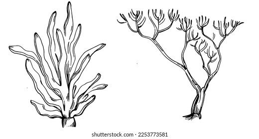 Corales dibujados a mano aislados en blanco. Dibujo de esbozo