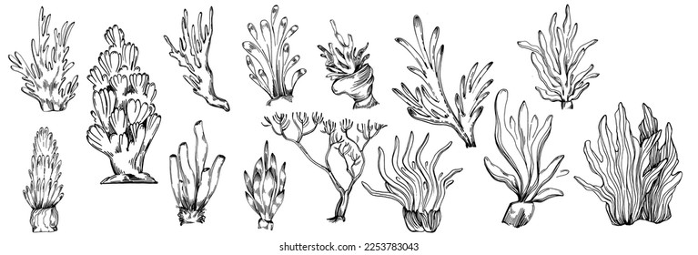 Hand drawn corals isolated on white. Sketch drawing