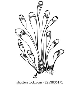 Corales dibujados a mano aislados en blanco. Dibujo de esbozo