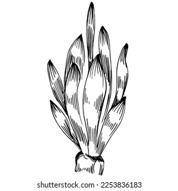 Hand drawn corals isolated on white. Sketch drawing