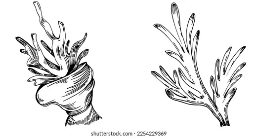 Hand drawn corals isolated on white. Sketch drawing