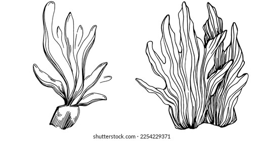 Hand drawn corals isolated on white. Sketch drawing