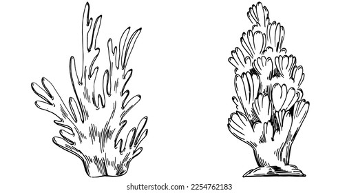 Hand drawn corals isolated on white. Sketch drawing