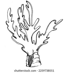 Hand drawn corals isolated on white. Sketch drawing