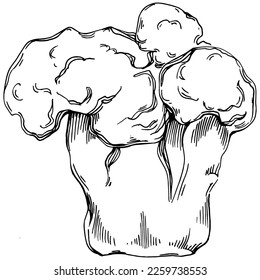 Corales dibujados a mano aislados en blanco. Dibujo de esbozo