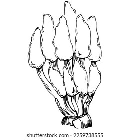 Hand drawn corals isolated on white. Sketch drawing