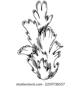 Hand drawn corals isolated on white. Sketch drawing