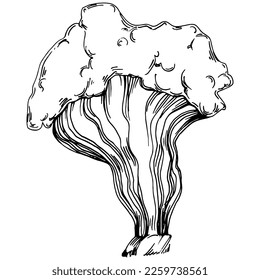 Hand drawn corals isolated on white. Sketch drawing