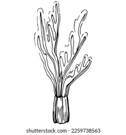 Hand drawn corals isolated on white. Sketch drawing