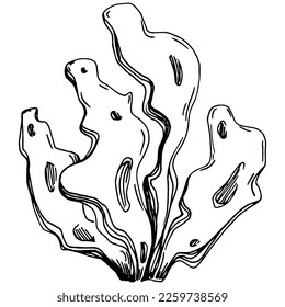 Hand drawn corals isolated on white. Sketch drawing