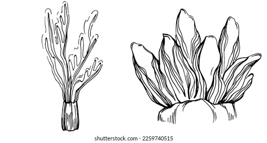 Hand drawn corals isolated on white. Sketch drawing