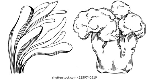 Hand drawn corals isolated on white. Sketch drawing