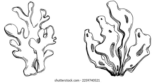 Hand drawn corals isolated on white. Sketch drawing