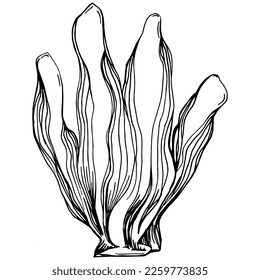 Hand drawn corals isolated on white. Sketch drawing