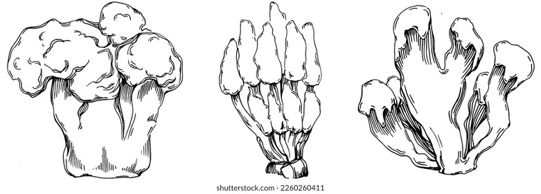 Hand drawn corals isolated on white. Sketch drawing